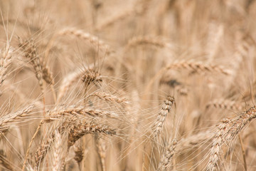 Fototapeta premium field ripe ears of wheat.