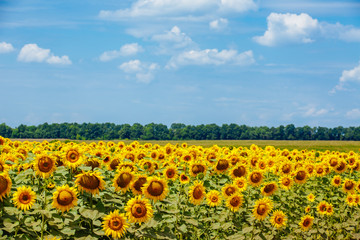 Summer field of sunflowers against the blue sky and clouds. Harvesting