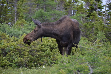 Moose