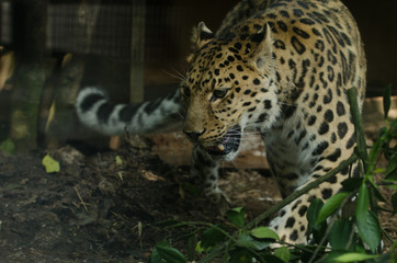 Amur Leopard