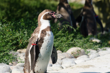 Humboldt Penguin