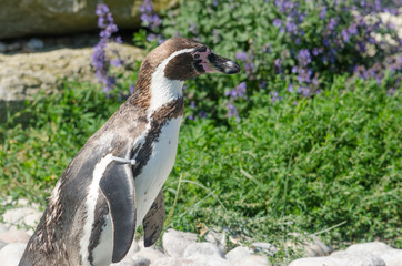 Humboldt Penguin