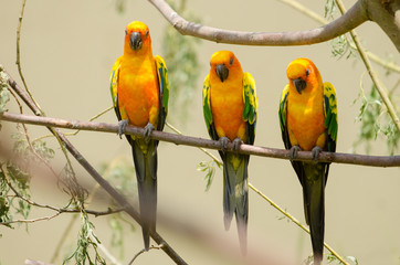 Sun Conure Parade