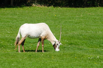 Obraz na płótnie Canvas Scimitar-Horned Oryx