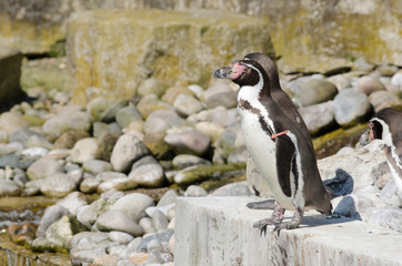 Humboldt Penguin