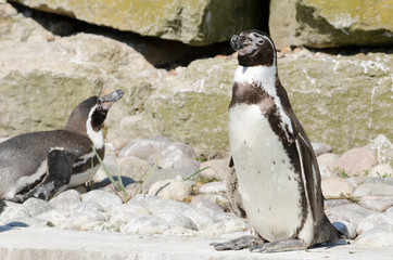 Naklejka premium Humboldt Penguin