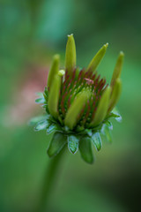  Green Bud