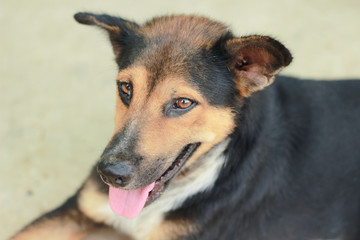 Cute Thai Dog, Selective focus.