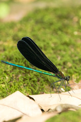 昆虫　ハグロトンボ