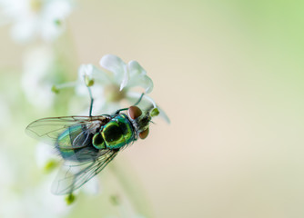 Goldfliege Fliege auf Blüte, lucilia sericata, close up fly 