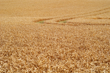 Schönes Getreidefeld mit Traktorspur
