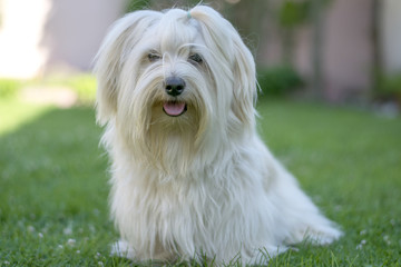 Havanais dog