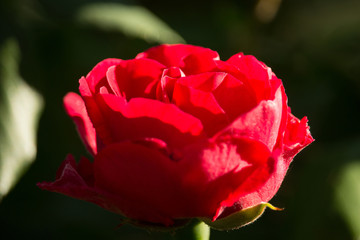 Red Rose in the Sunset