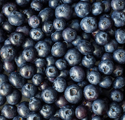 Fresh Blueberries