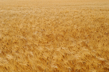 Getreidefeld Weizen/Roggen