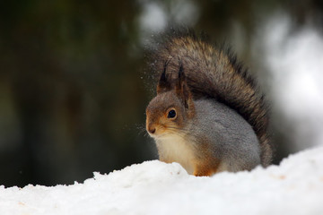 The red squirrel or Eurasian red sguirrel (Sciurus vulgaris) sitting on the snow