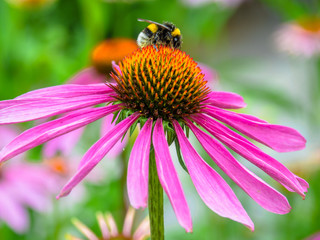 Flower with bee
