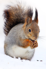 The red squirrel or Eurasian red sguirrel (Sciurus vulgaris) sitting on the snow