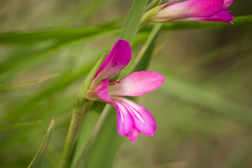 Gladiolus italicus