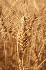 Fototapeta premium close up wheat in field