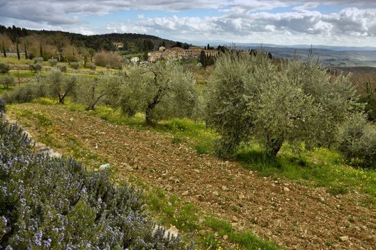 Tuscan rural landscape with Olives Trees in the countryside near Florence, Italy