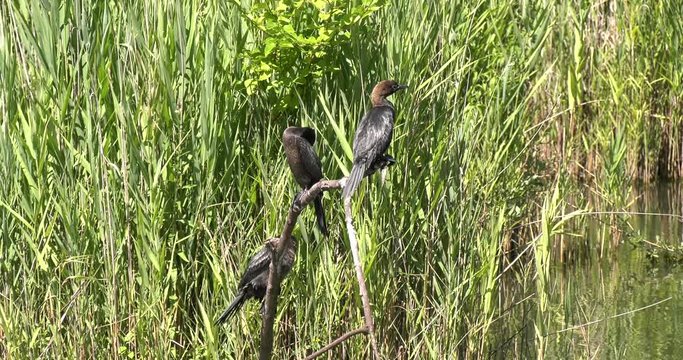 Uccelli acquatici cormorani aspettano prede su ramo nel lago con palude