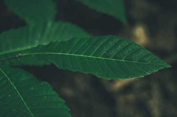 Focused green leaf in forest. Nature exotic illustration
