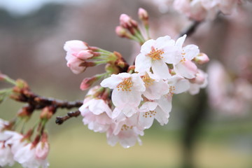 さくらの里の桜 (雨粒)