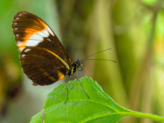 Fototapeta na wymiar Butterfly