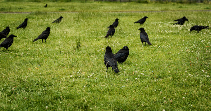 Crows On Clapham Common