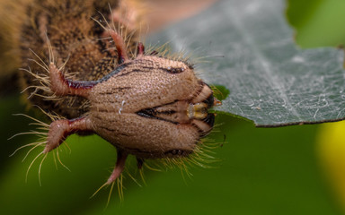 Caterpillar Macro