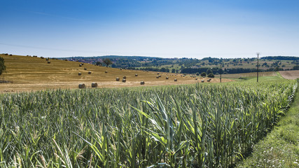 paysage agricole sous ciel bleu