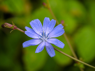 Fototapeta premium Flower