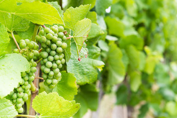 ripes of grapewine on a grapewine bush