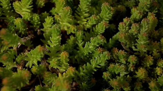 Green stems of moss. Plants without roots. Close up