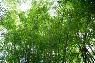 Fototapeta premium macro of Tree Leaves for nature background and save green concept,spa,soft and blur focus, made with gradient and filter colored.