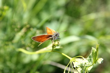 Blick auf einen Dickkopffalter (Hesperiidae) in einer Wiese