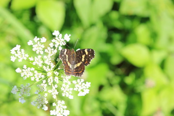 Schmetterling: Landkärtchen auf einer weißen Blüte