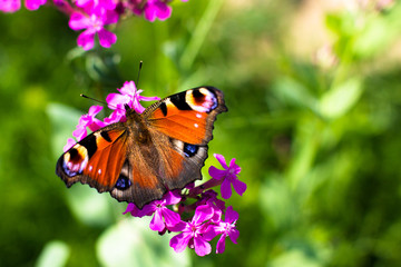 Butterfly and flowers.