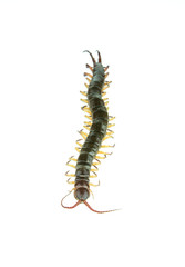 centipede on white background