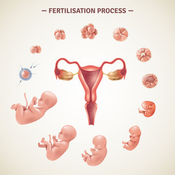 Human Fertilization Process Poster