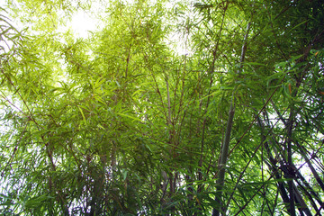 macro of Tree Leaves for nature background and save green concept,spa,soft and blur focus, made with gradient and filter colored.