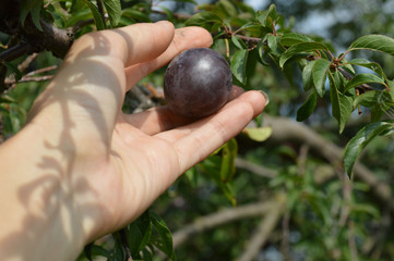 Слива в руке.