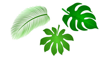 color vector illustration of a set of tropical plants and trees leaves