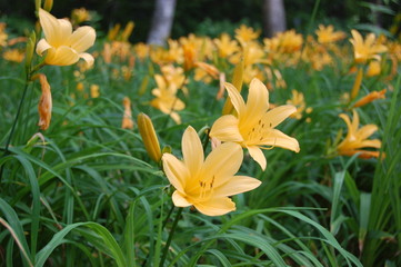 Fototapeta premium ニッコウキスゲ