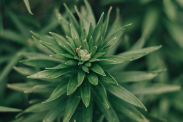 green plant 