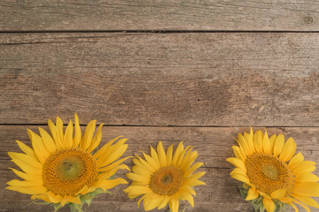 Three sunflowers from below on the old wooden background