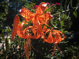 Orange Asiatic Lily