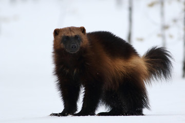 Wolverine (gulo gulo) with snow and white background