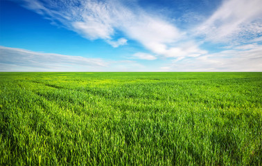 Green grass and blue sky with white clouds